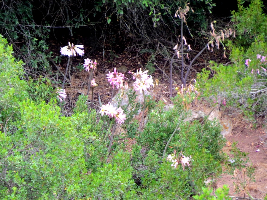 2 Bedroom Property for Sale in Swellendam Rural Western Cape